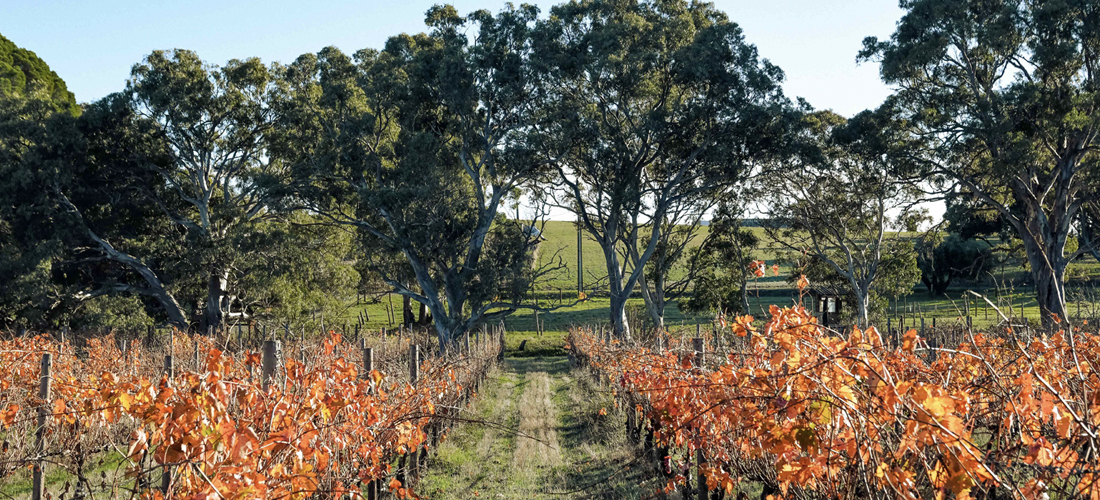 Hither & Yon vineyard during fall season 
